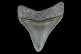 Serrated, Juvenile Megalodon Tooth #74277-1